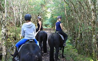 horse nature trek ireland