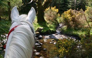 horse nature trail ireland