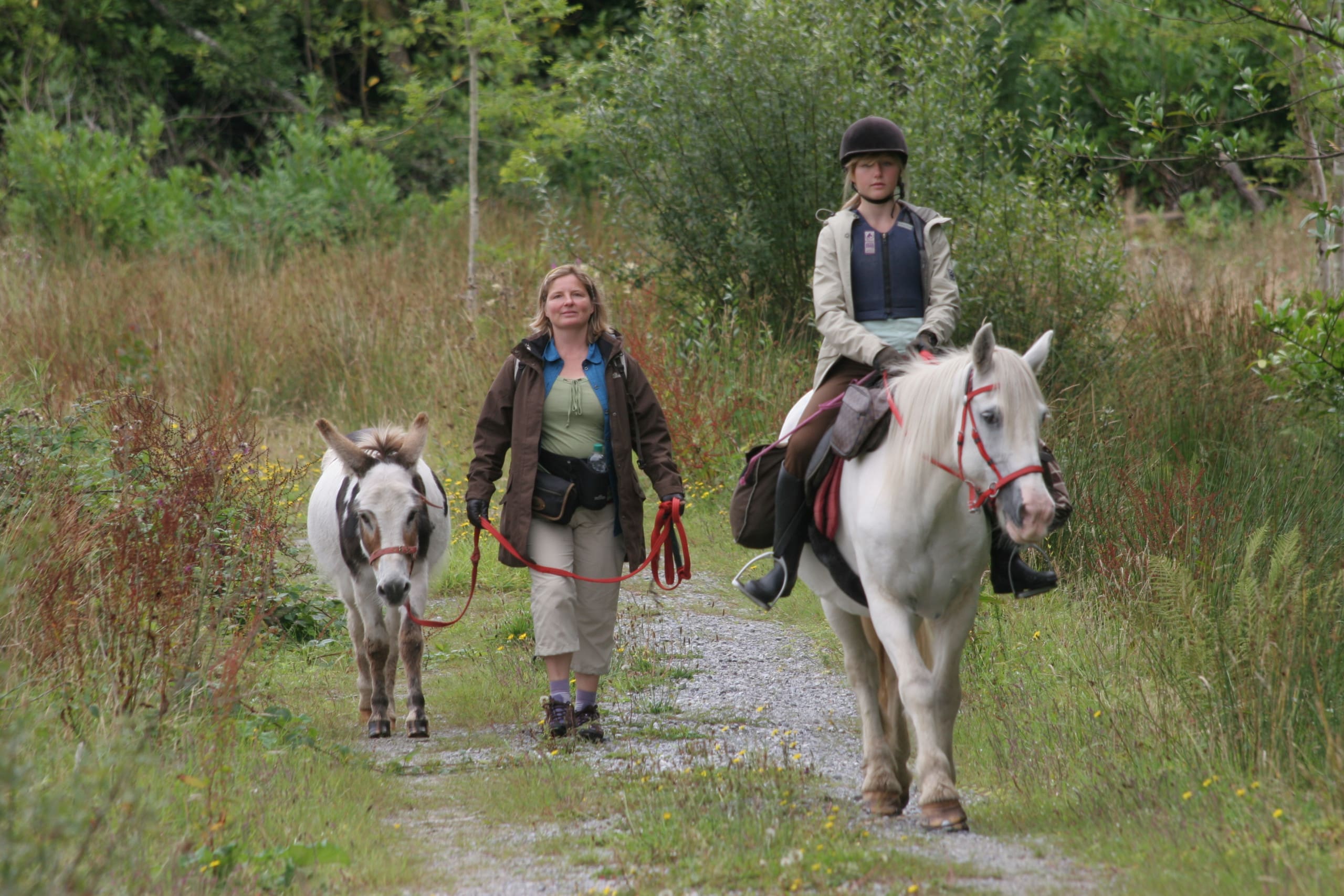 Pony Walks Ireland