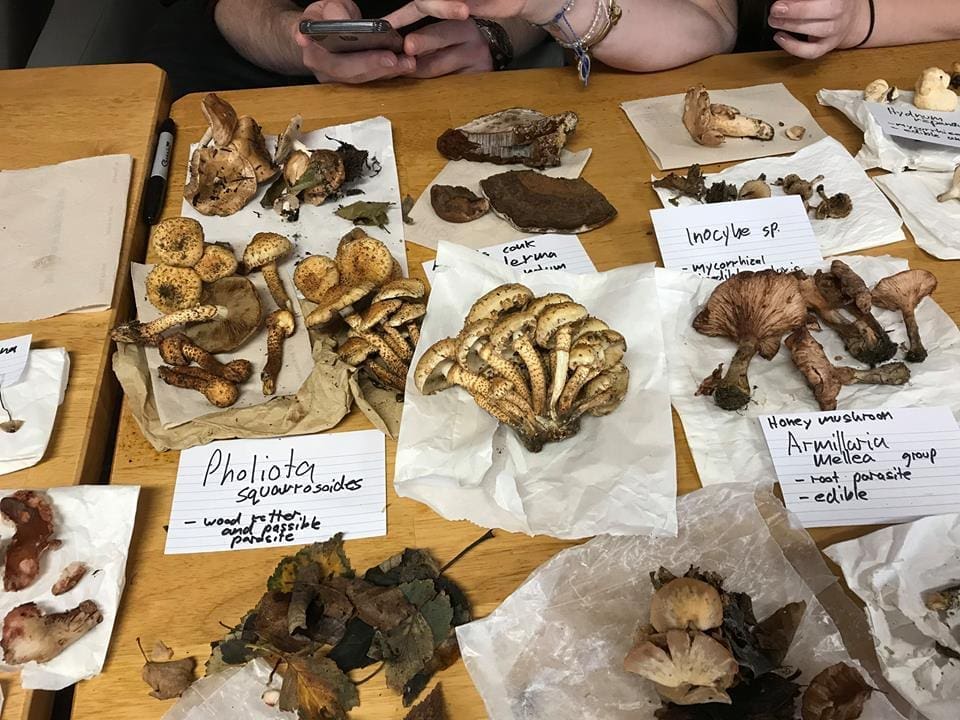 mushroom foraging Loughrea